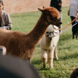 Il profumo del mosto cotto 2022, alpaca - Foto Matteo Luppi